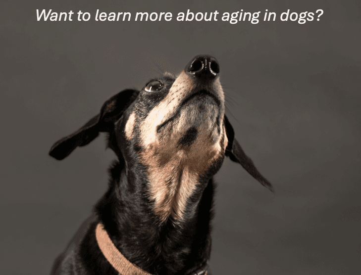 Canine Geriatric Medicine Day