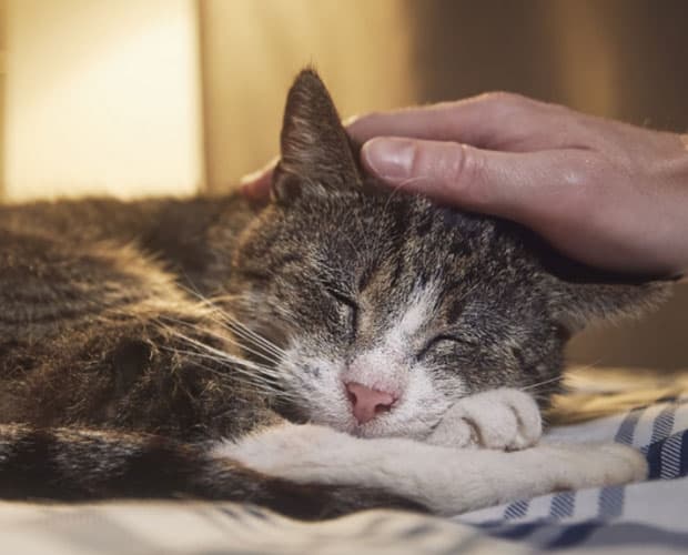 SPCA Cat Care Courses (incl. geriatric track)
