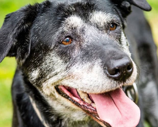 SPCA Geriatric Dog Care Workshop