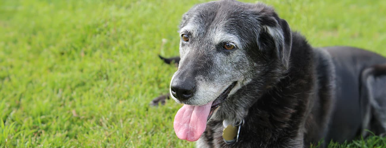 SPCA Pet Care+ Geriatric Dog Care