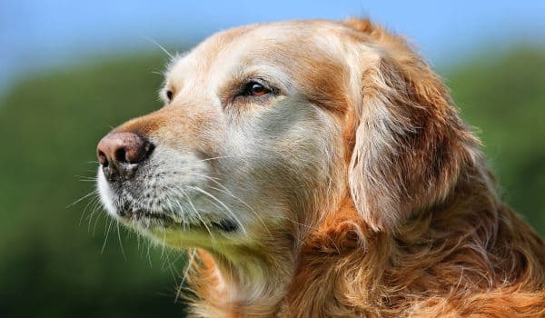 Be your Senior Dog's Hero (Senior Dog Wellness)